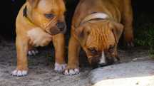 Szczenięta Amstaff FCI