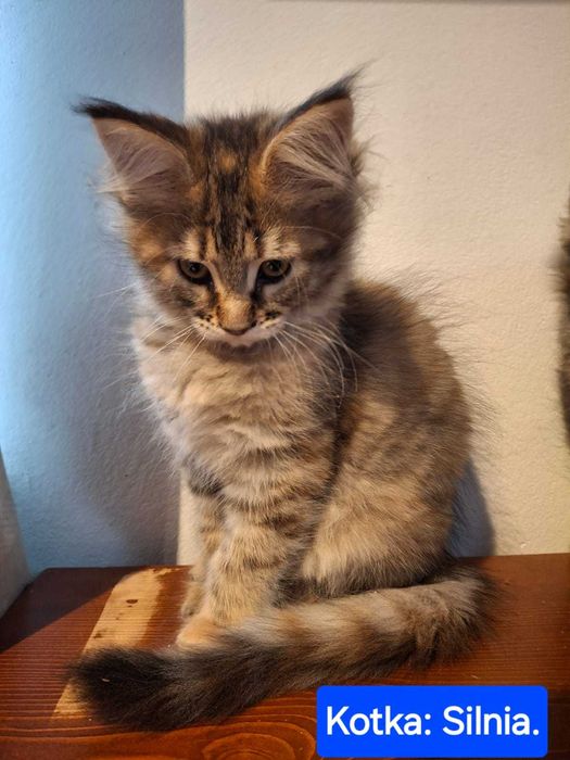 Maine Coon - Kotka Silnia - Szylkretowy czarny.