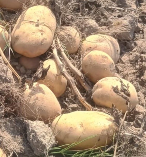 Ziemniak tajfun certyfikat bez chemii