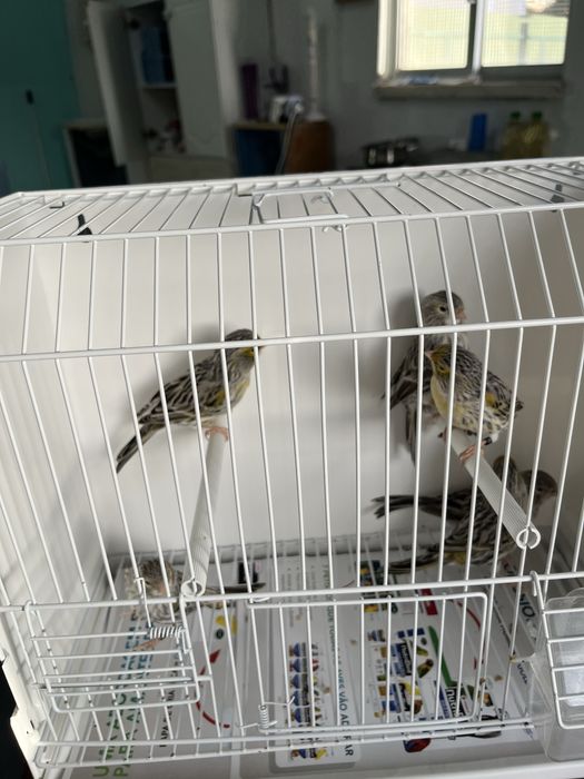 Canários - Ler Descrição