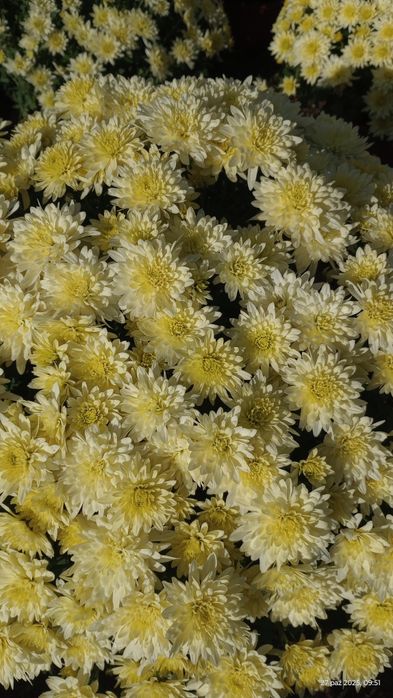 Chryzantemy sprzedam