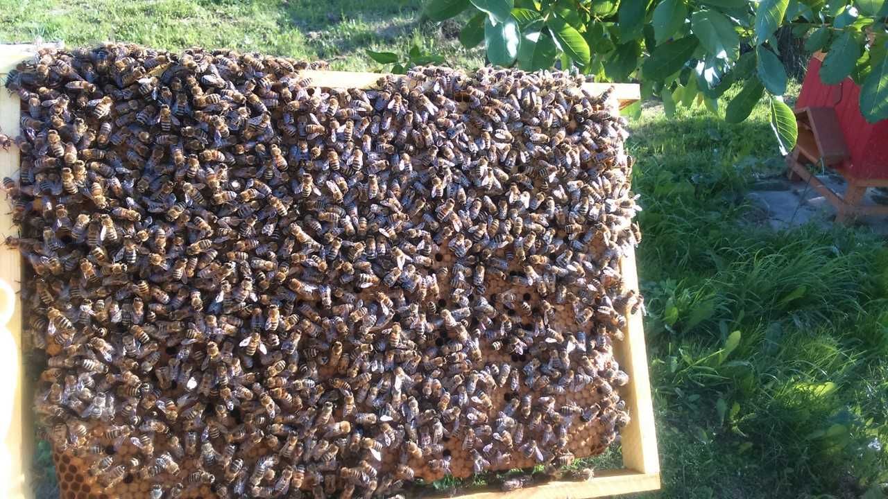 Odkłady pszczele na rok 2024
