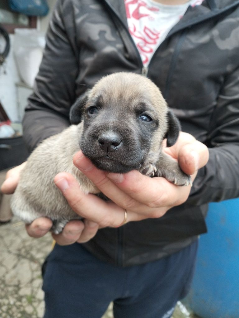 Віддам щенят метис такси