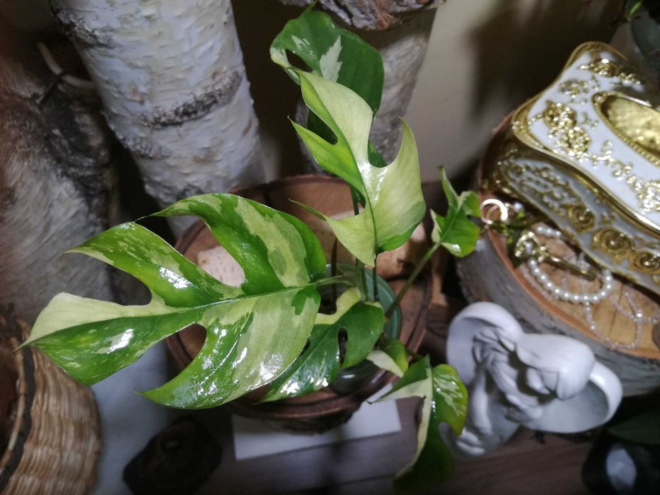 Monstera Minima Variegata Raphidophora Tetrasperma philodendron 1 liść