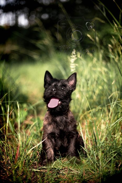 Cudna Suczka Cairn Terrier