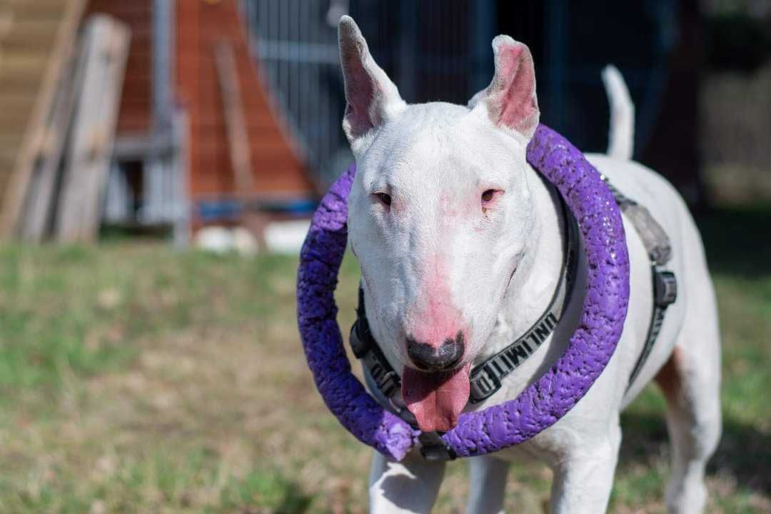 Adopcja Bullterier Guli  do adopcji Amstaffy Niczyje