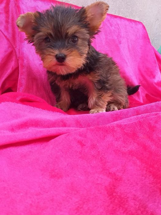 Щенки йоркширского терьера с документами