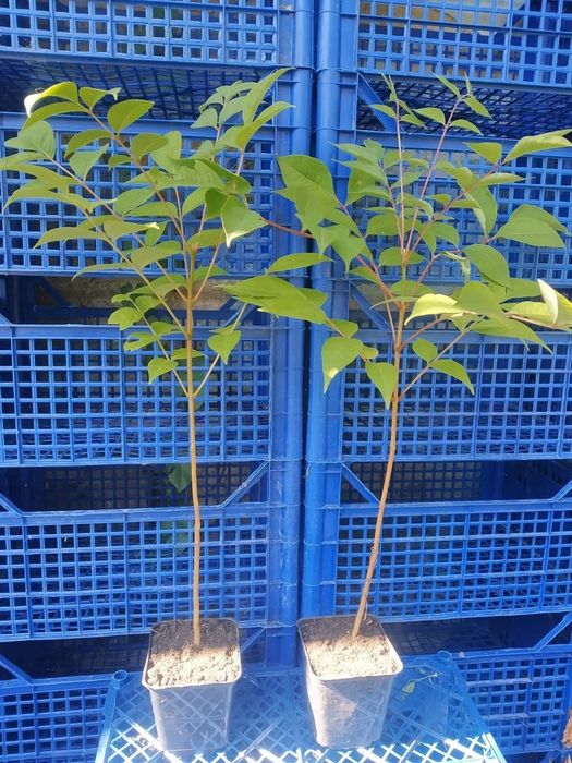 Бархат амурський.Коркове дерево.Саджанці