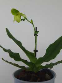 Орхідея пафіопеділум ("венерин черевичок")