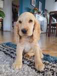 Cocker Spaniel Angielski biszkoptowy