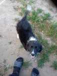 border collie szczeniaki