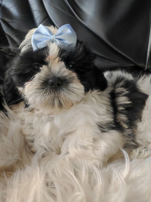 Szczeniak shih-tzu