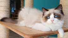 Piękny kocurek  Ragdoll
