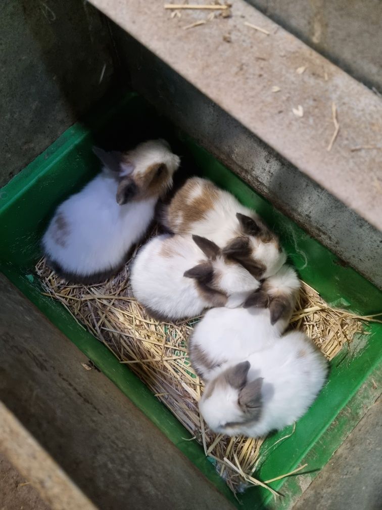 Kit coelhos anoes mini lop(orelhudos) e coelhinhos anoes meiguinhos