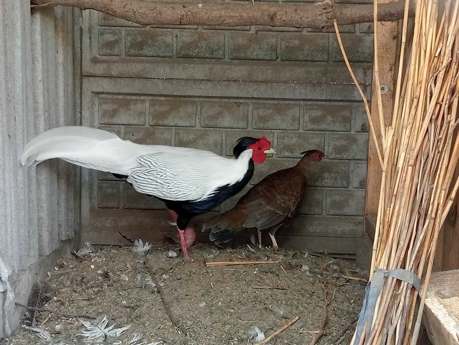 Bażanty złote bananowe srebrne