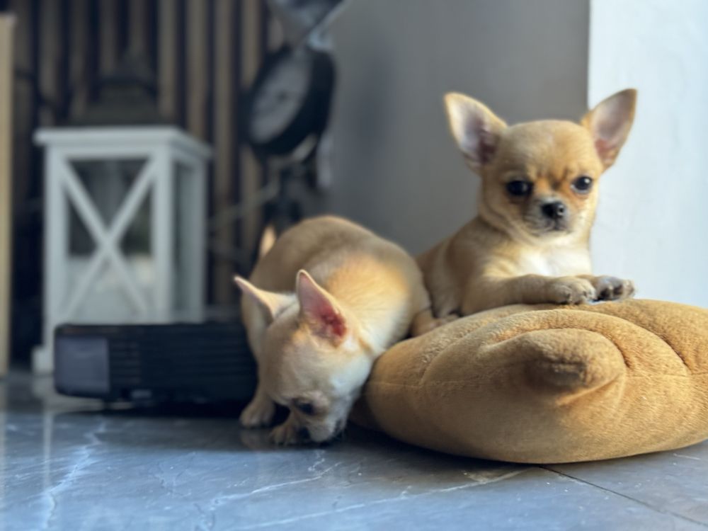 Chihuahua biszkoptowy chlopak