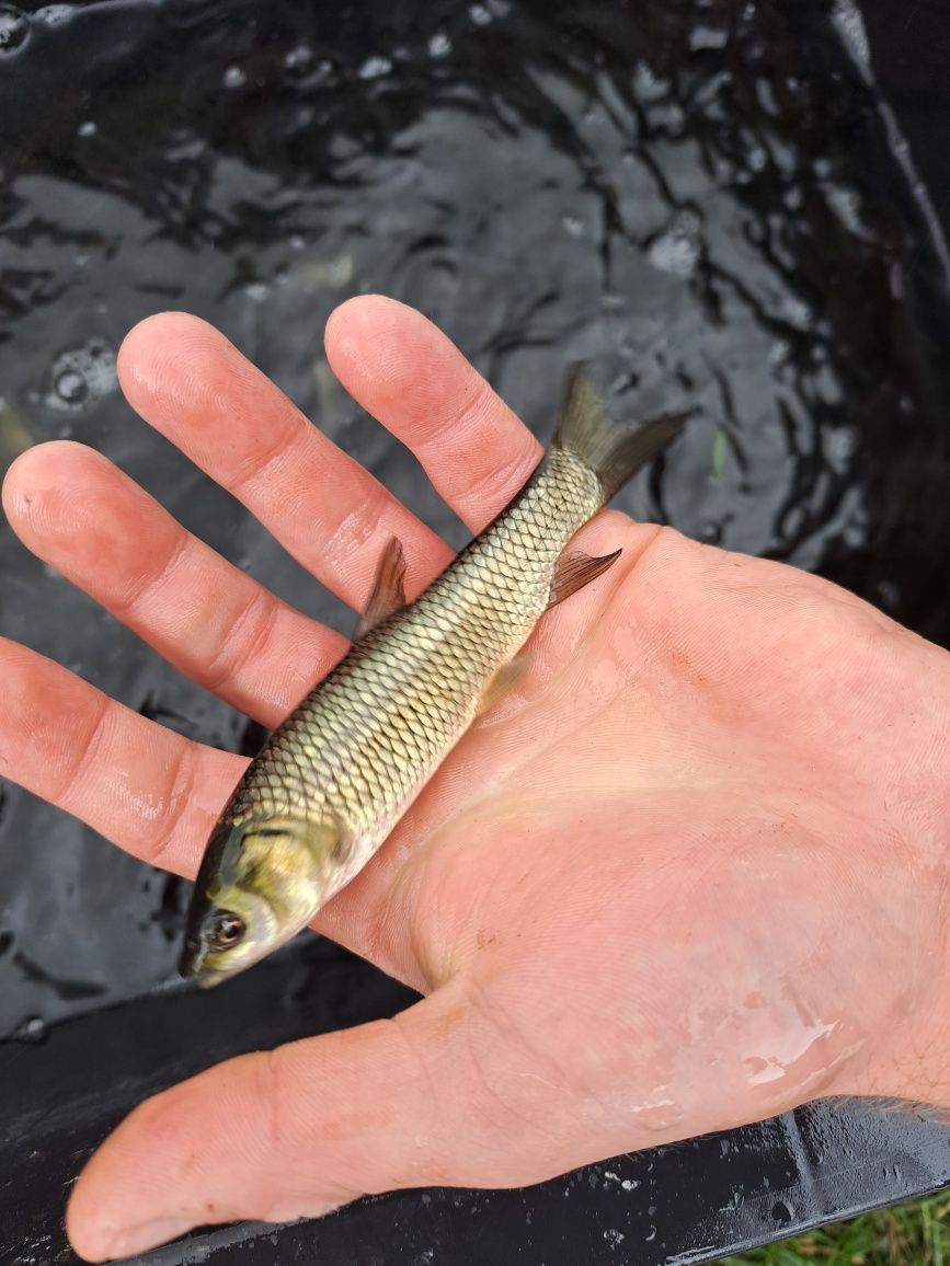 Amur narybek/kroczek . Karaś złota ,karp,lin.