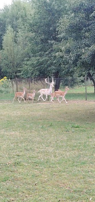 Sprzedam parę danieli