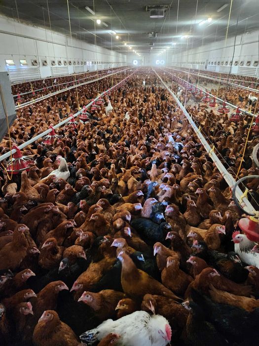 Kury nioski z wolnego wybiegu ! Nioski z jajkiem oraz młodsze !