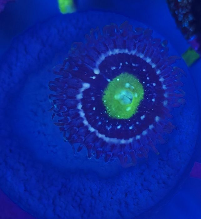 Zoanthus blue lagoon