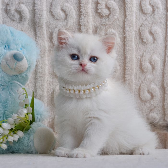 Чарівна дівчинка