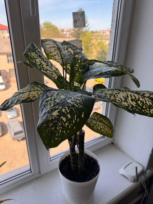 Дифенбахія (Dieffenbachia), диффенбахія кімнатна офісна рослина