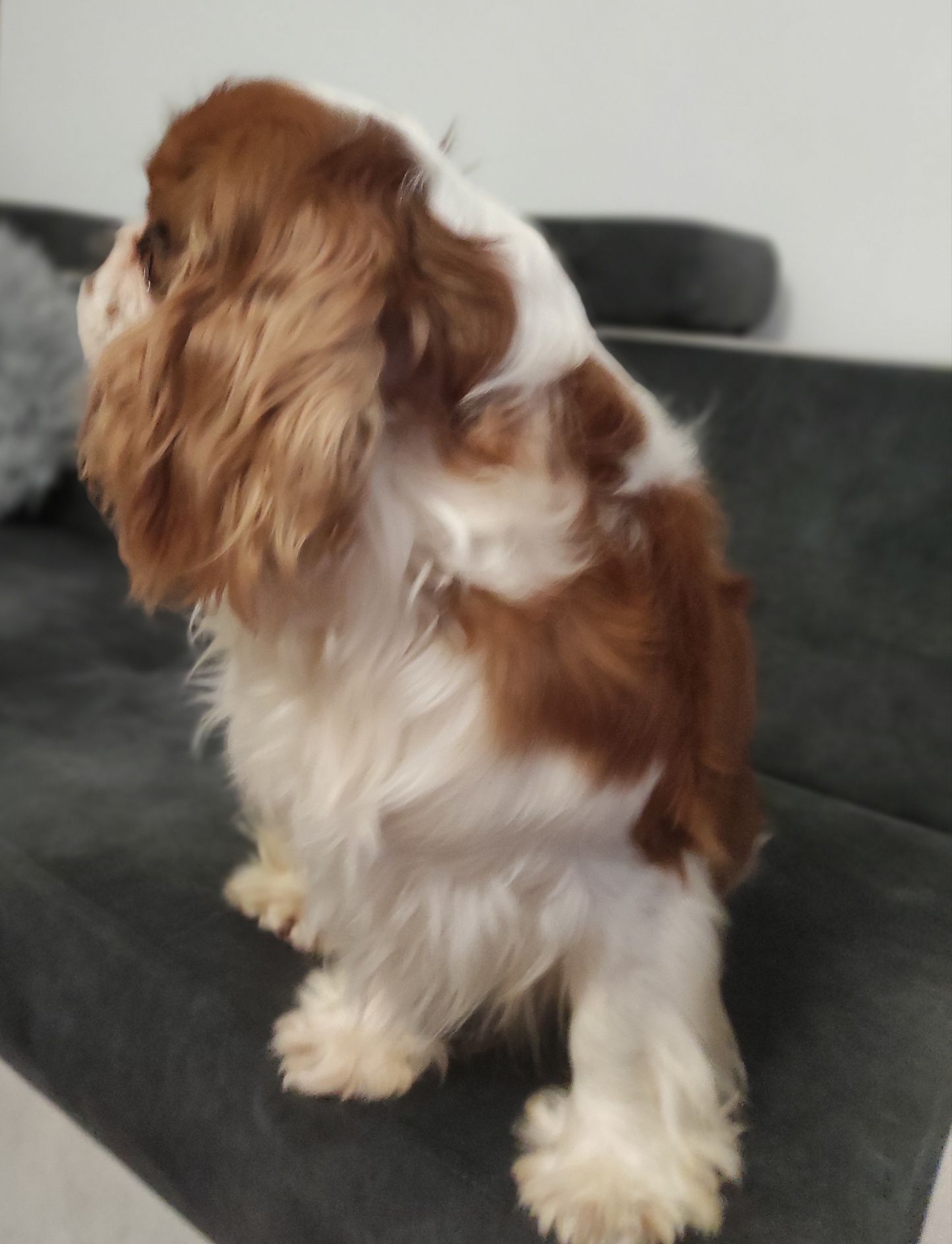 Reproduktor Cavalier King Charles Spaniel