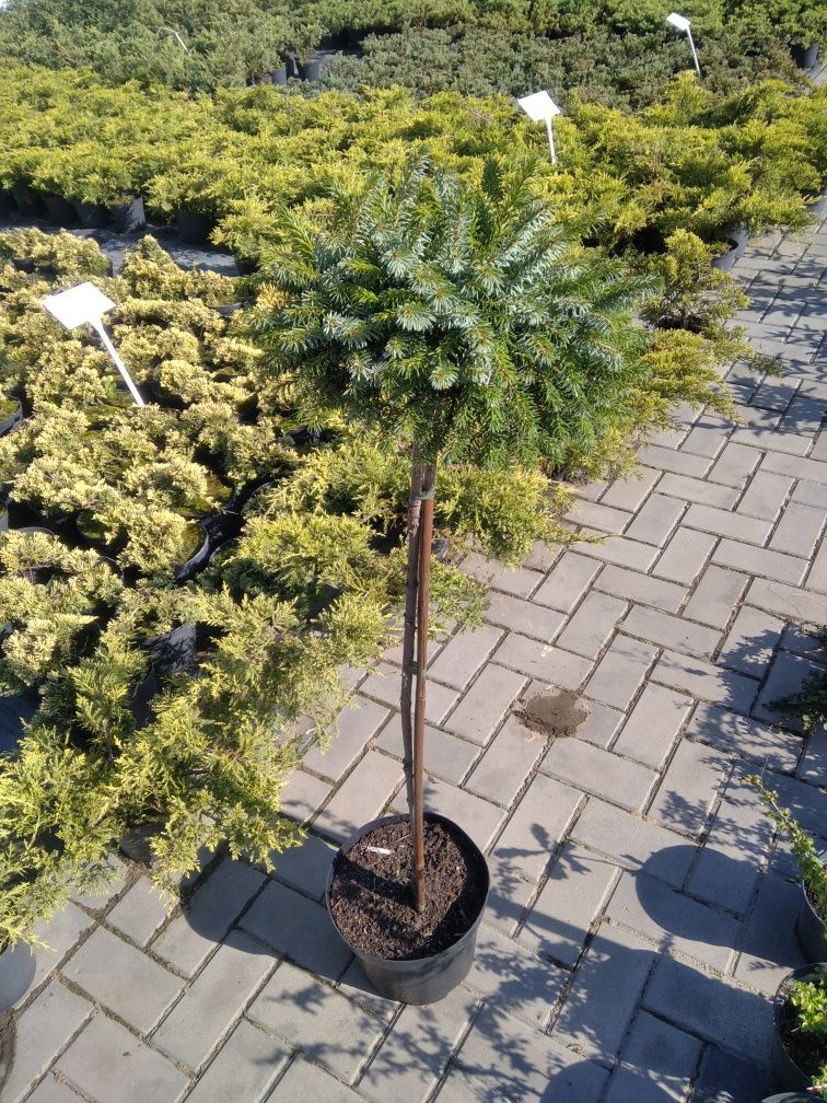 Lawenda, Thuja, Szmaragd, Jałowiec płożący, Bonsai, Brabant, Wierzba,