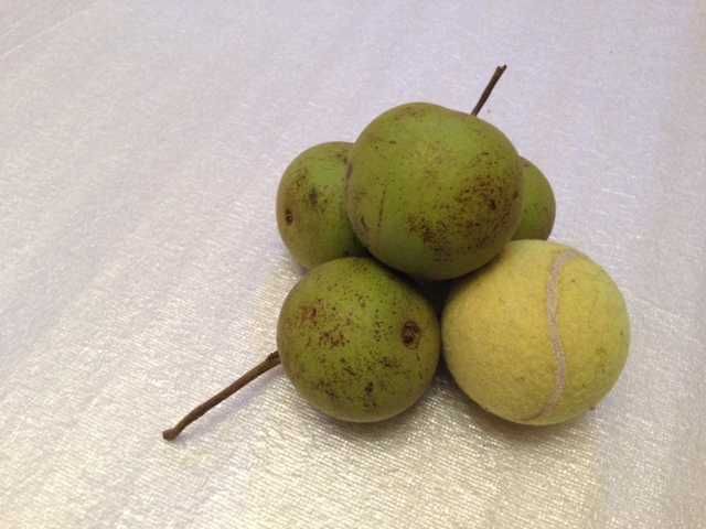 Чорний горіх Черный орех Black walnut - мелені зелені навколоплідники.