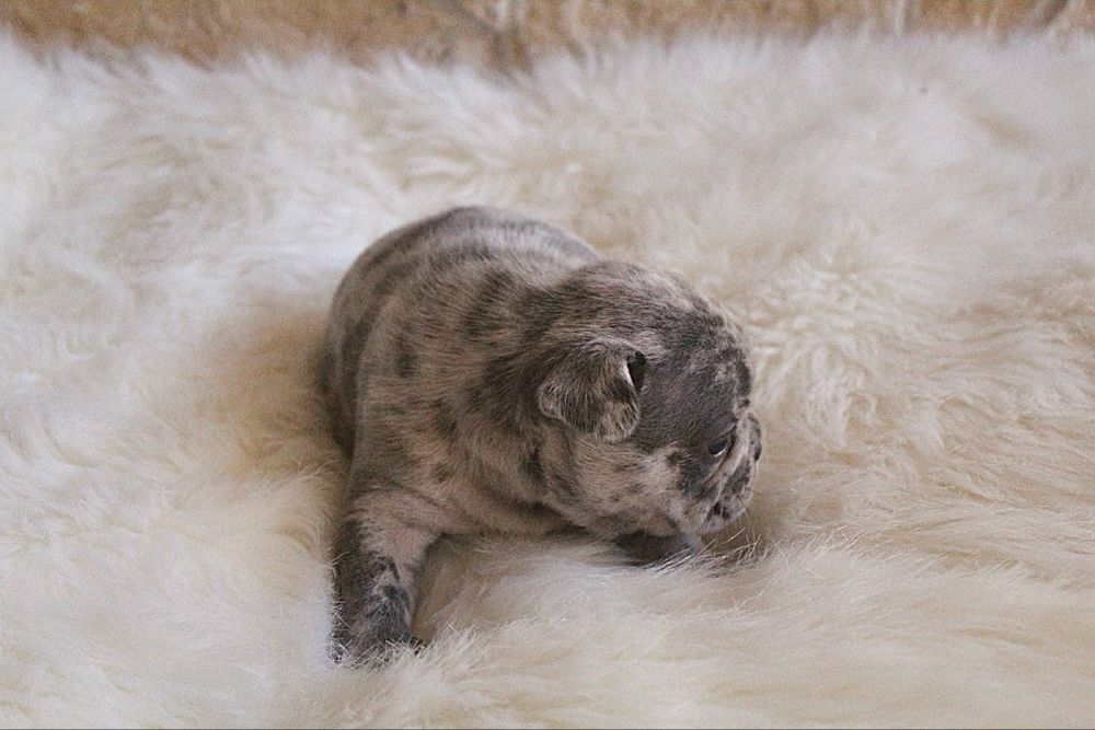 Bulldog francês blue e merle