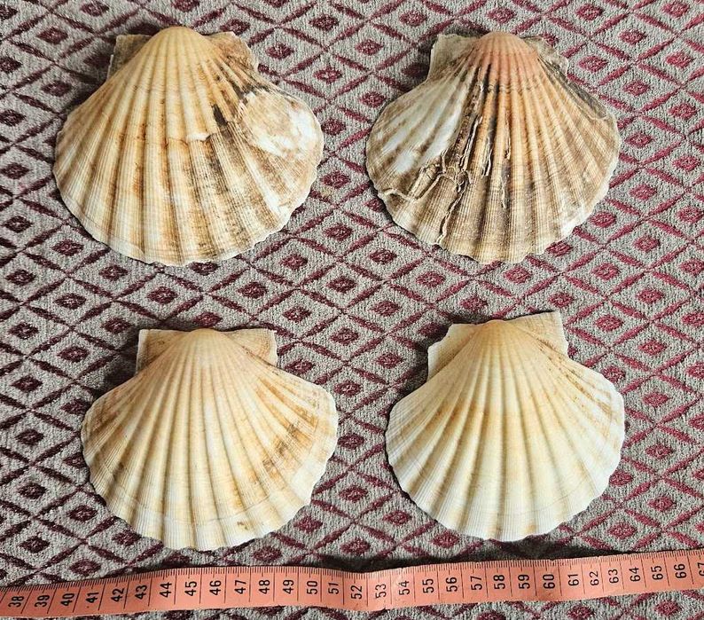 Мушлі середземноморські