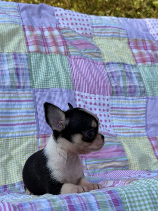 Chihuahua krótkowłosy