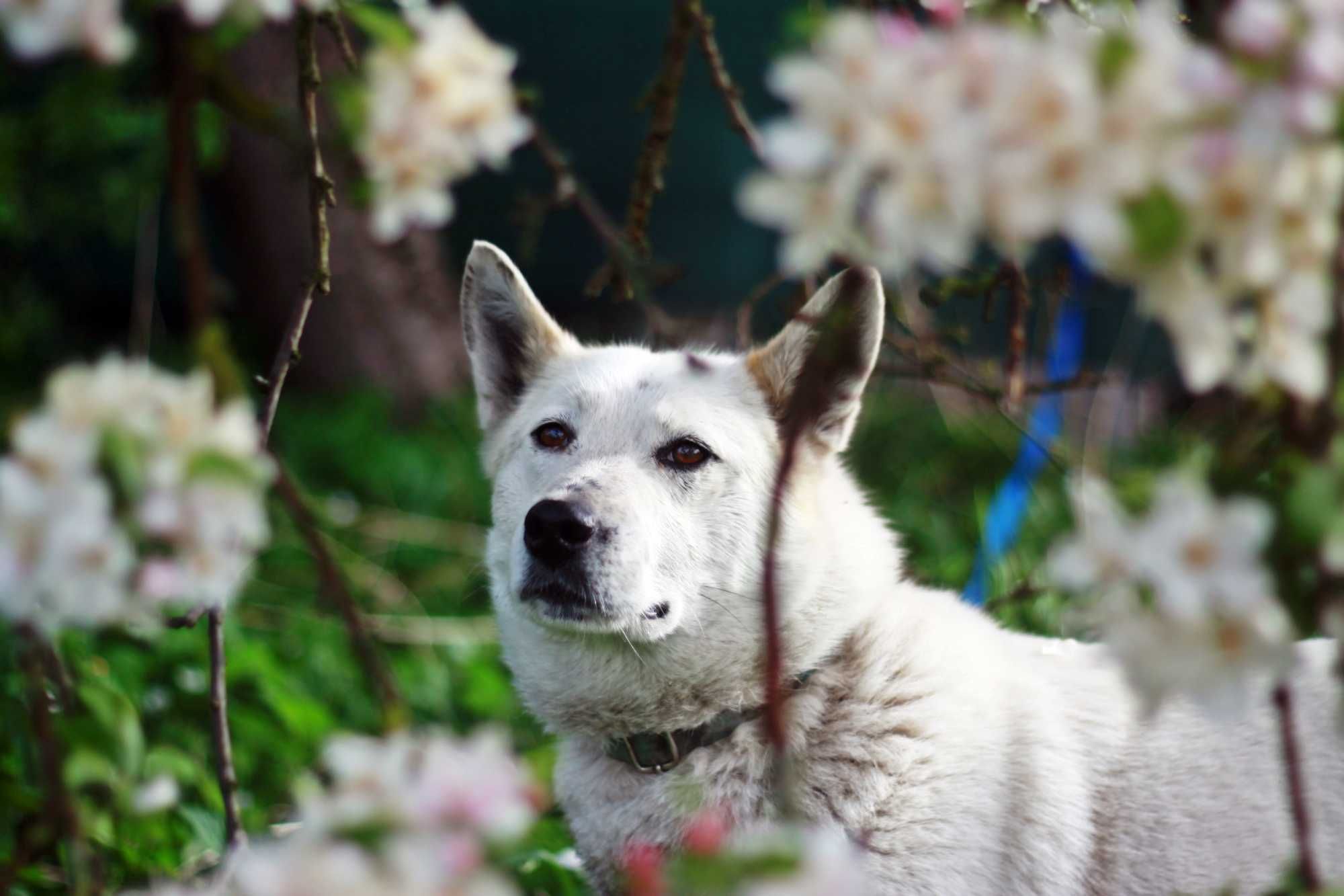 Młoda, bardzo aktywna,piękna suczka mix husky łajka szuka domu