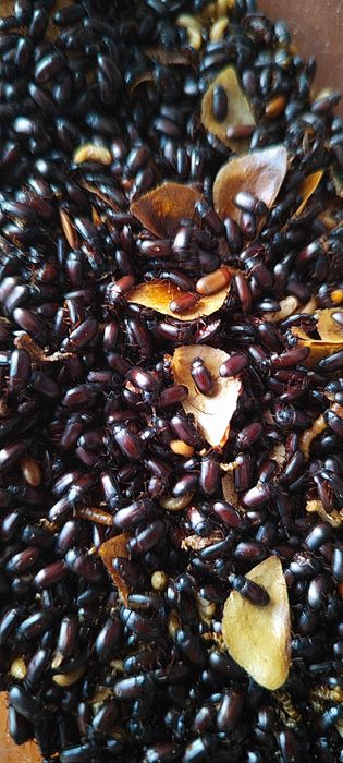 Жук знахарь / мини мучник, кормовая культура