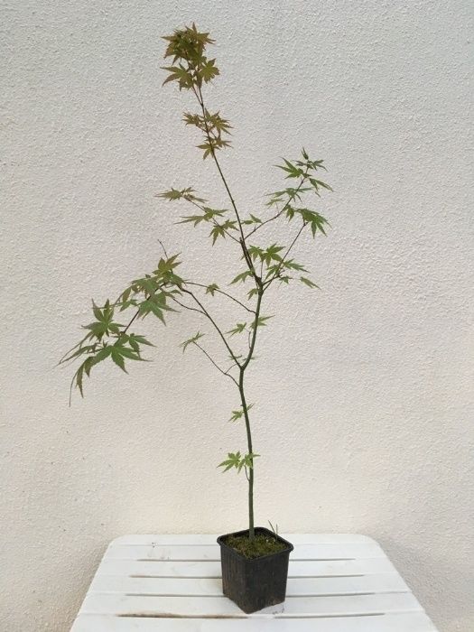 Acer palmatum 40cm a 80cm para bonsai ou jardim