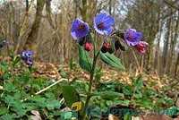 Sprzedam nasiona miodunki plamistej (Pulmonaria officinalis)