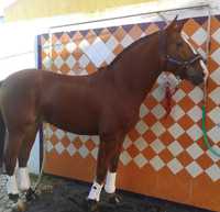 Cavalo com 9 anos