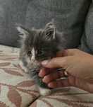 Kotka maine coon