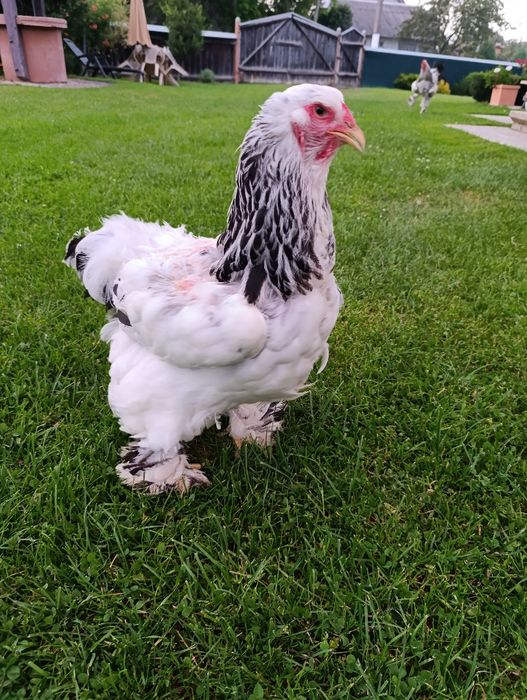 Світла колумбійська брама