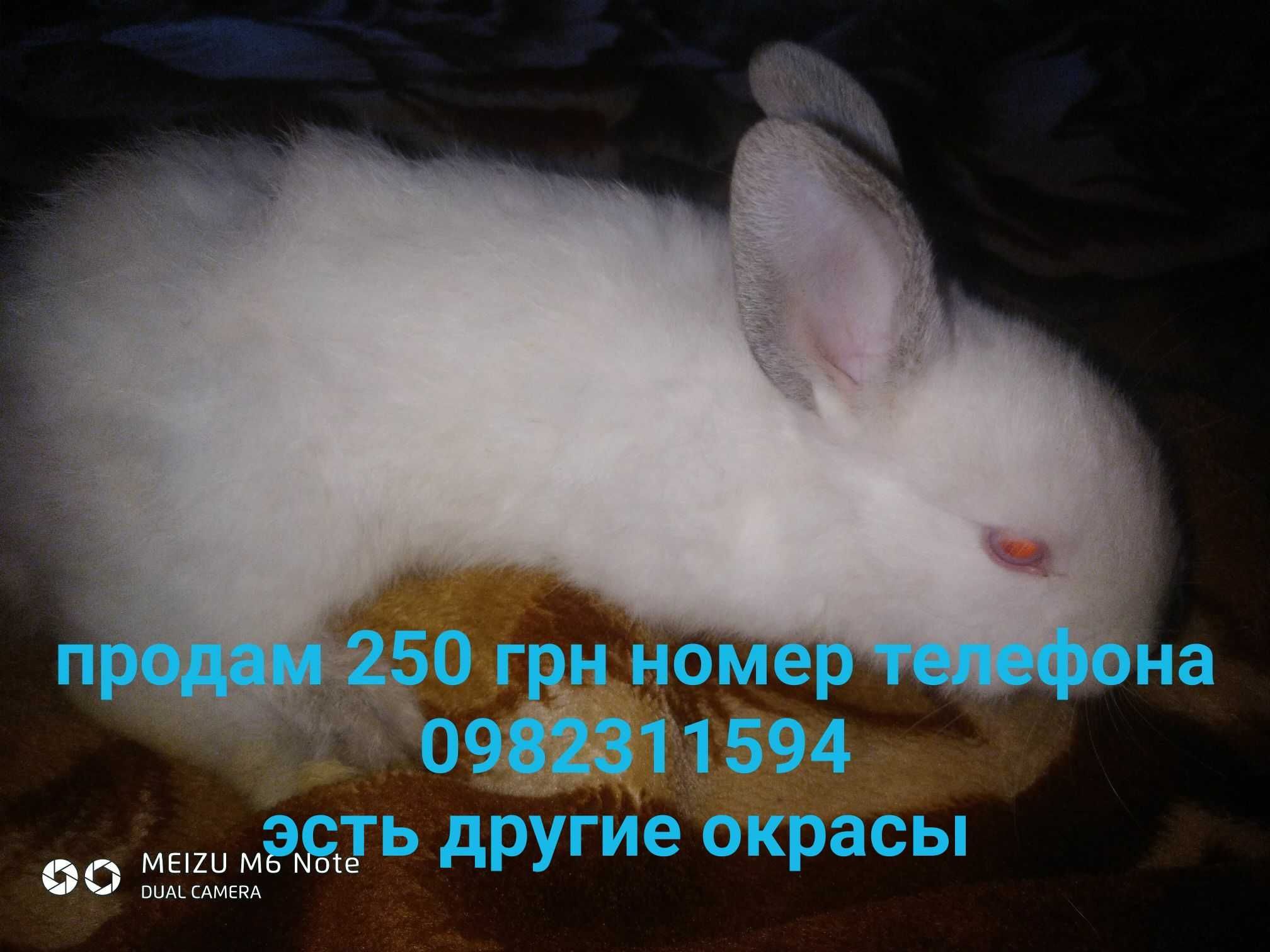 ПРодам кроленятт