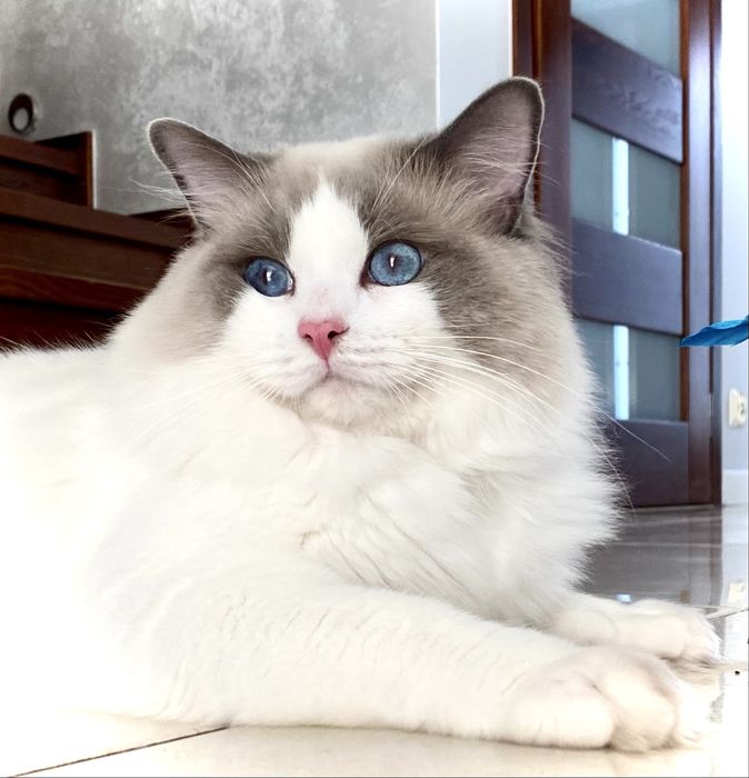 Kotka Ragdoll po European Championie