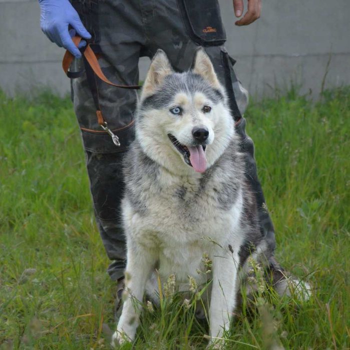 Asza w typie HUSKY szuka domku
