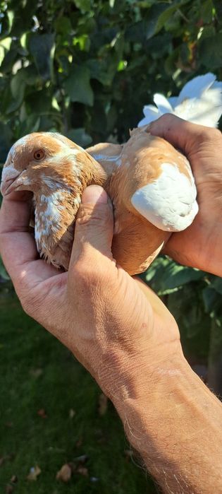 Sprzedam gołębie homery