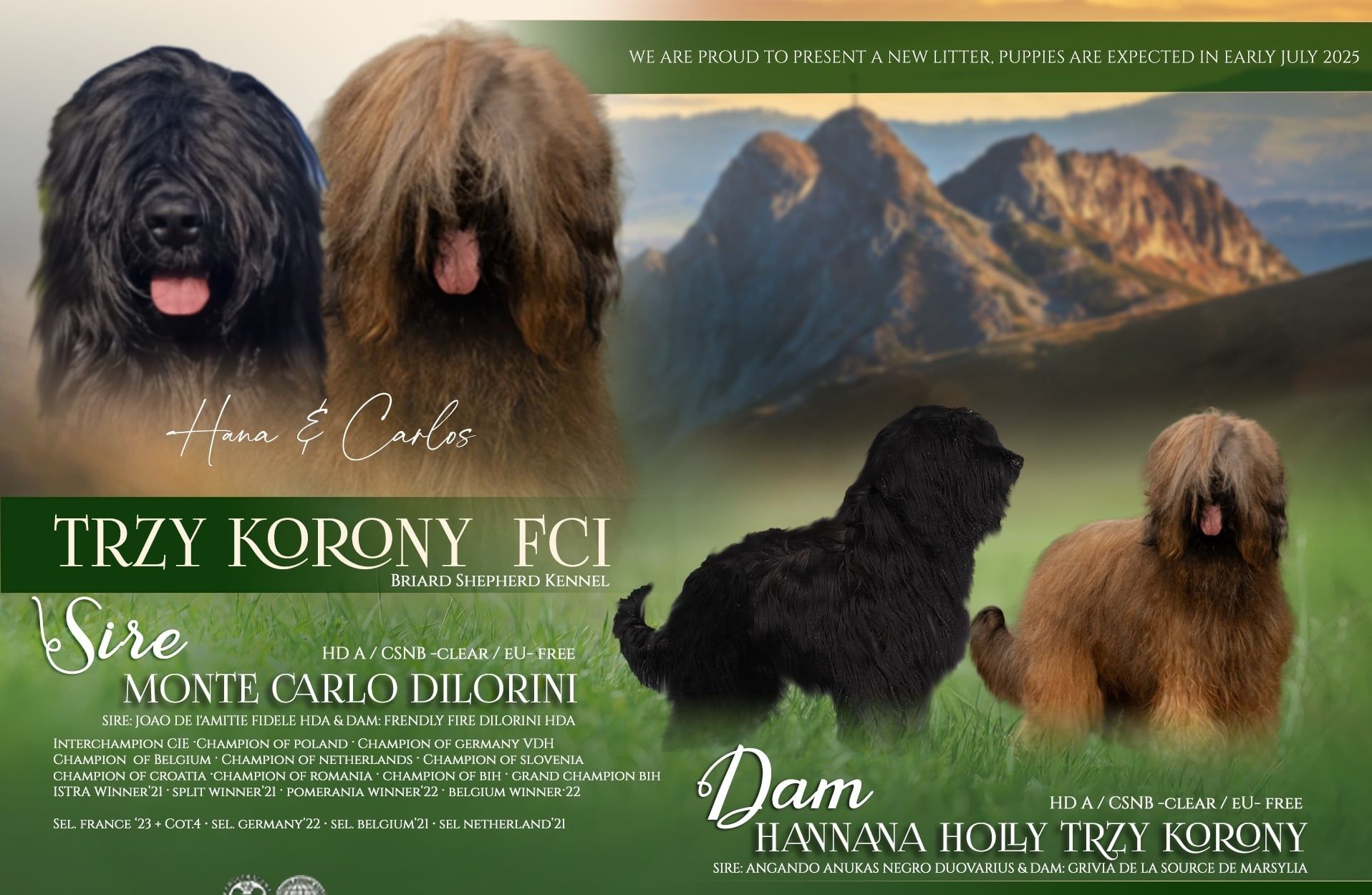 Owczarek francuski Briard FCII