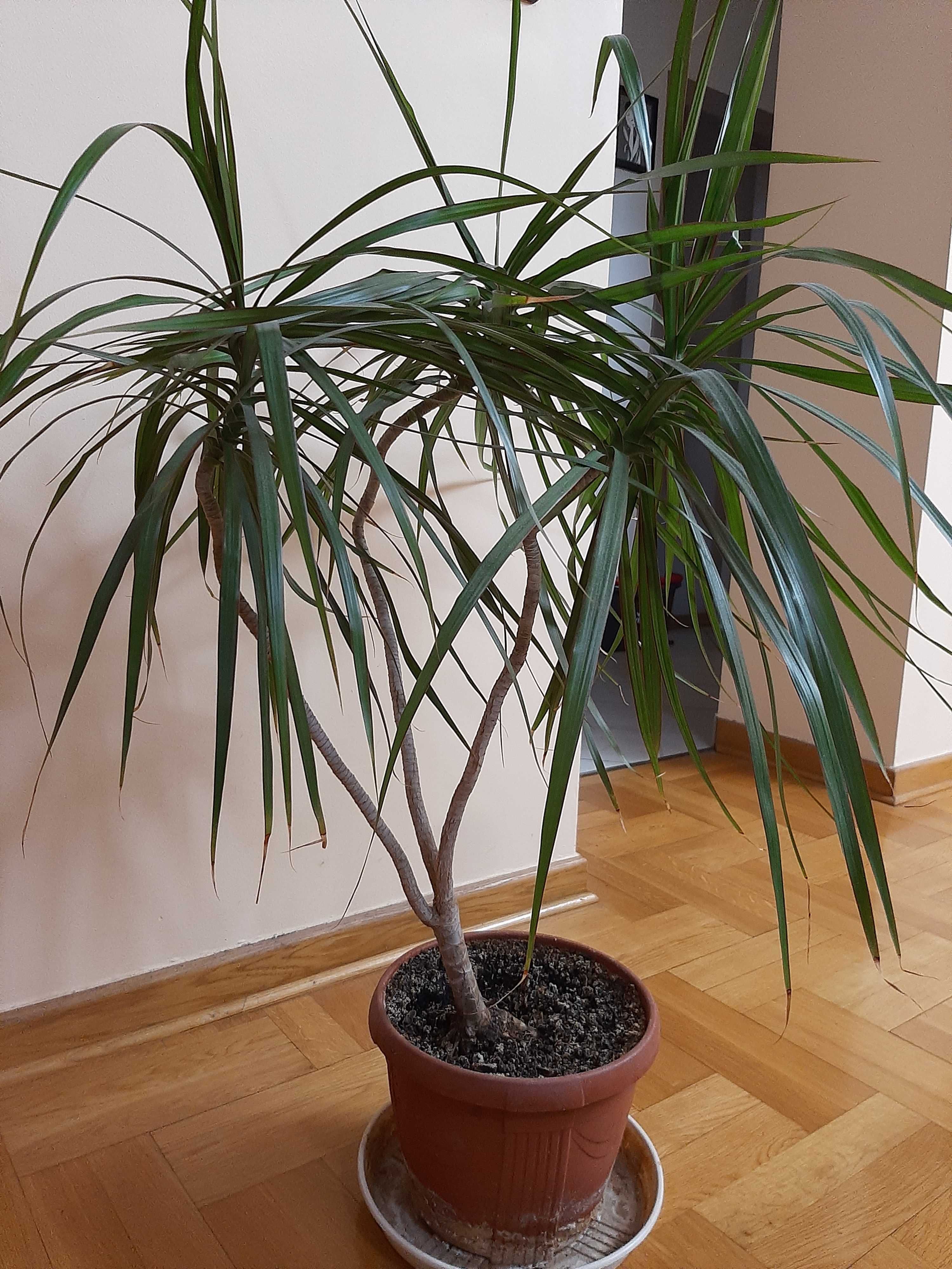 Margierita Dracena