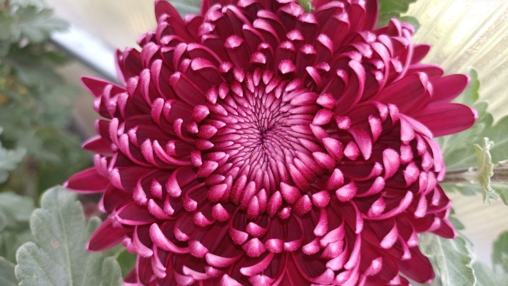 Хризантема великоквіткова