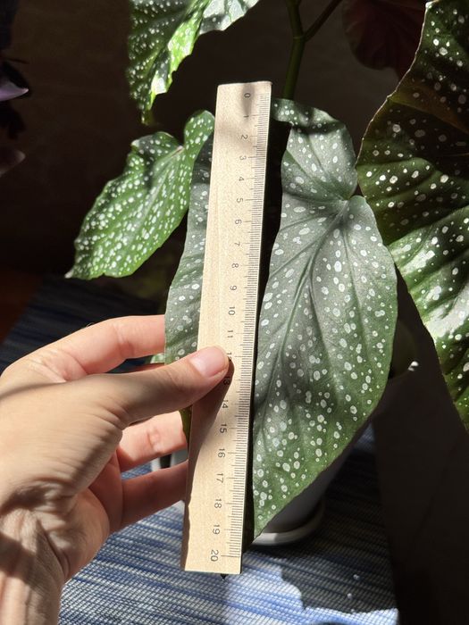 Бегонія кімнатна рослина