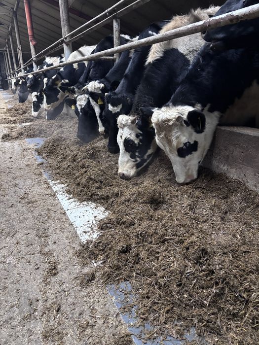 Sprzedam jałówki wysokocielne