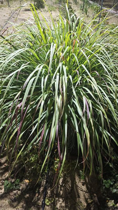 Vendo algumas ervas aromáticas