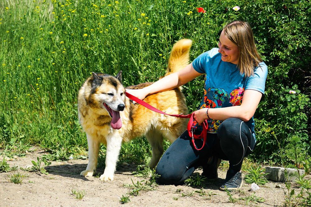 Samba - śliczna, starsza sunia w typie akita